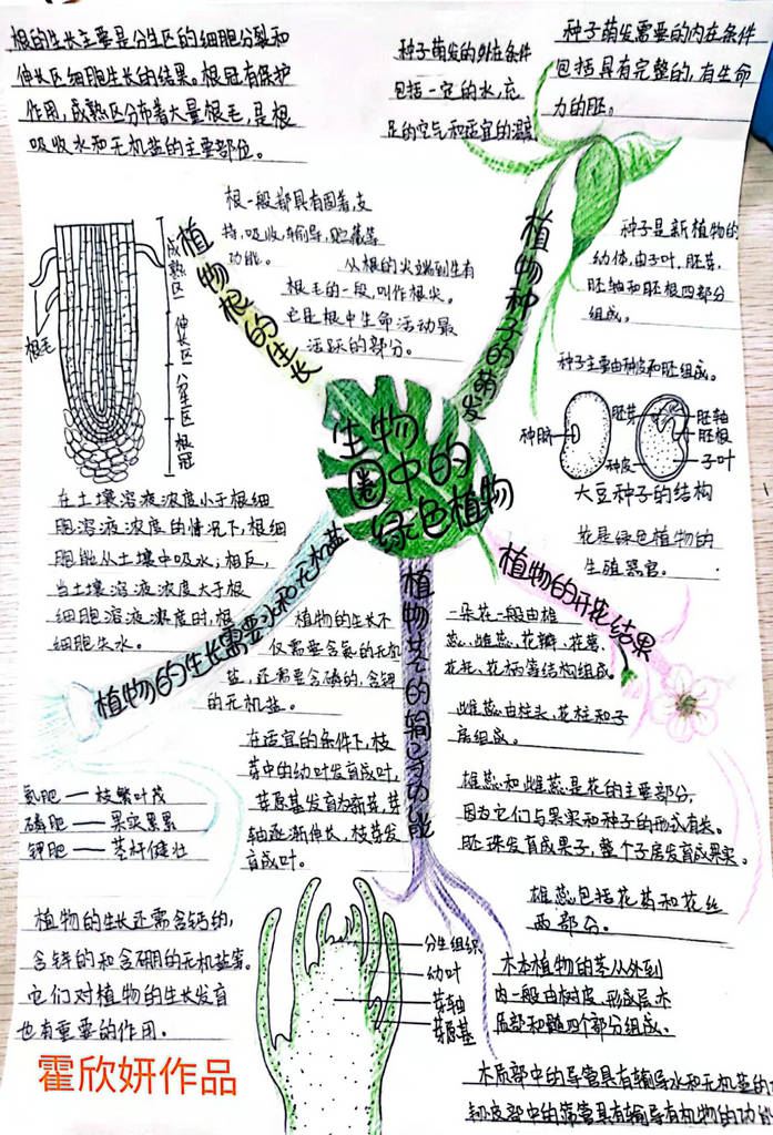 喜报——祝贺我校多名同学在高新区初中生物思维导图制作比赛中荣获佳绩！